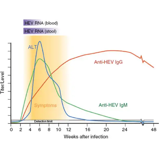 Hepatitis E Virus (HEV), IgG Antibody Quantitative